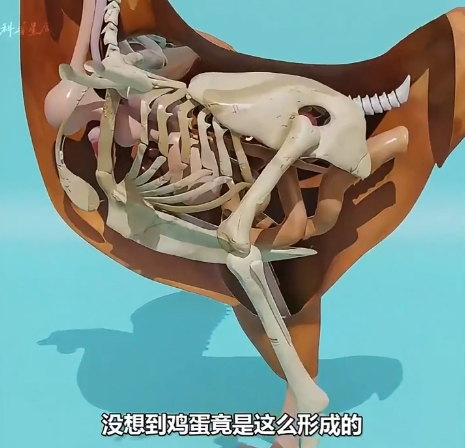 鸡蛋是怎么形成的